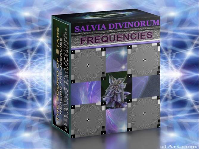 SALVIA COVER 2.jpg