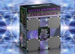 SALVIA COVER 2a.JPG