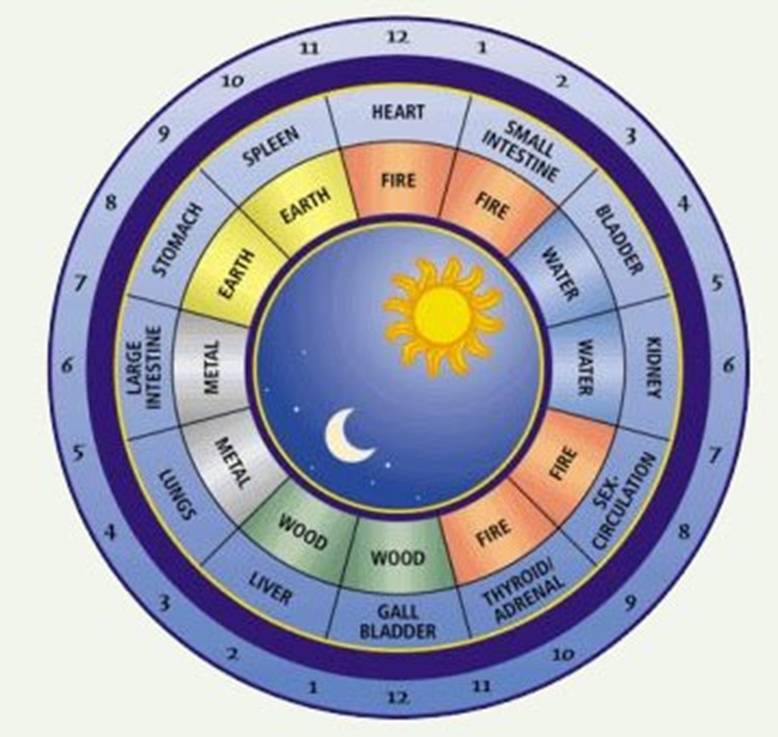 http://3.bp.blogspot.com/_hG25RSJdfdE/S7TaAJFY2LI/AAAAAAAAAFY/jX7bWDqxJS4/s1600/body_clock.jpg