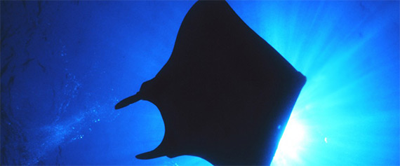 manta