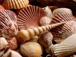 Seashells